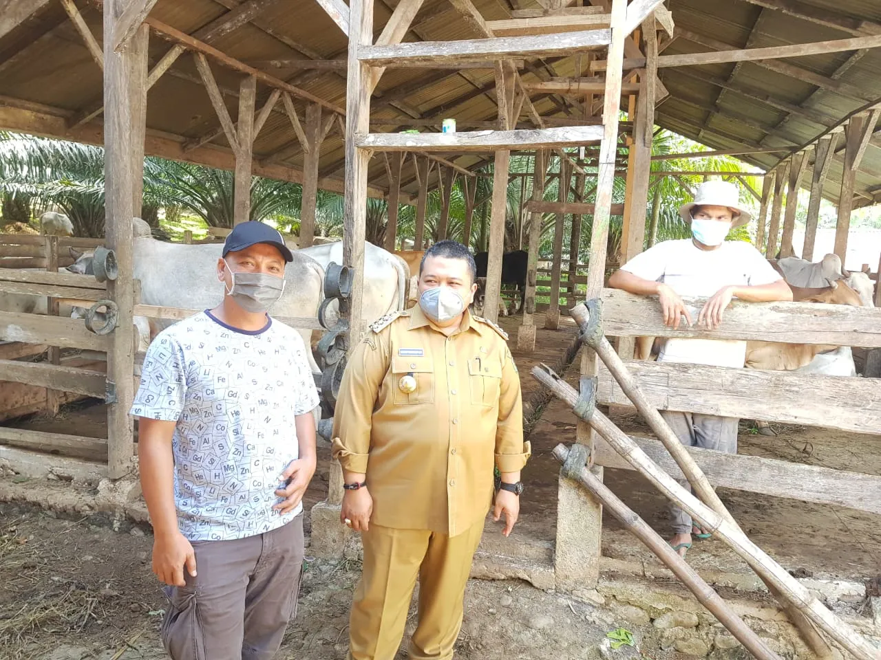 Bupati Tapsel Tinjau Kesehatan Hewan Qurban