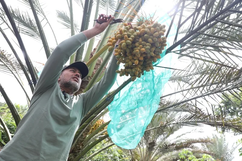 Ijeck Di Tanah Karo: Panen Sawit Sudah Biasa, Panen Kurma Luar Bisa
