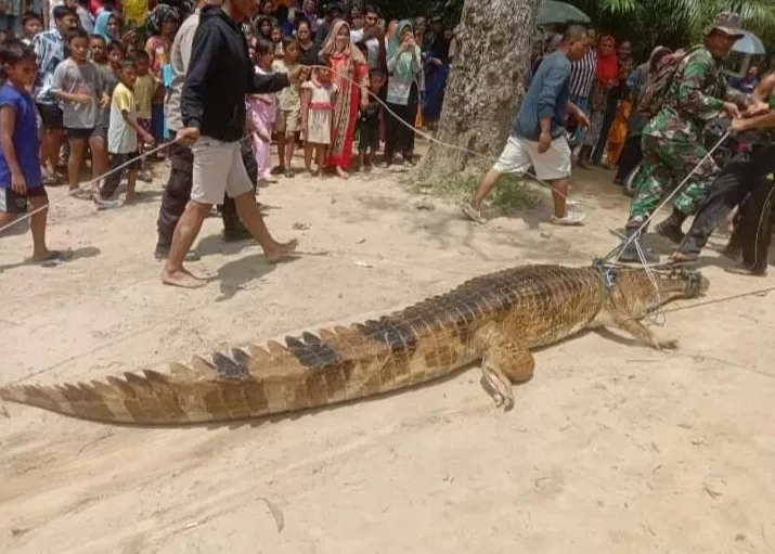 Buaya 4 Meter Penyerang Ibu dan Anak Berhasil Ditangkap