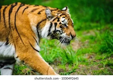 Harimau Berkeliaran, Warga Tambangan Takut Dan Kelaparan