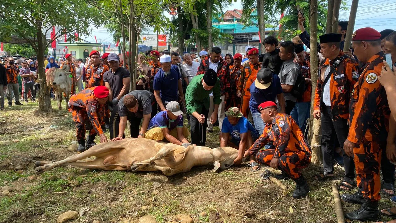 Ijeck Apresiasi Semangat Berqurban Kader PP Sumut, Tahun Ini Capai 17 Ekor Sapi
