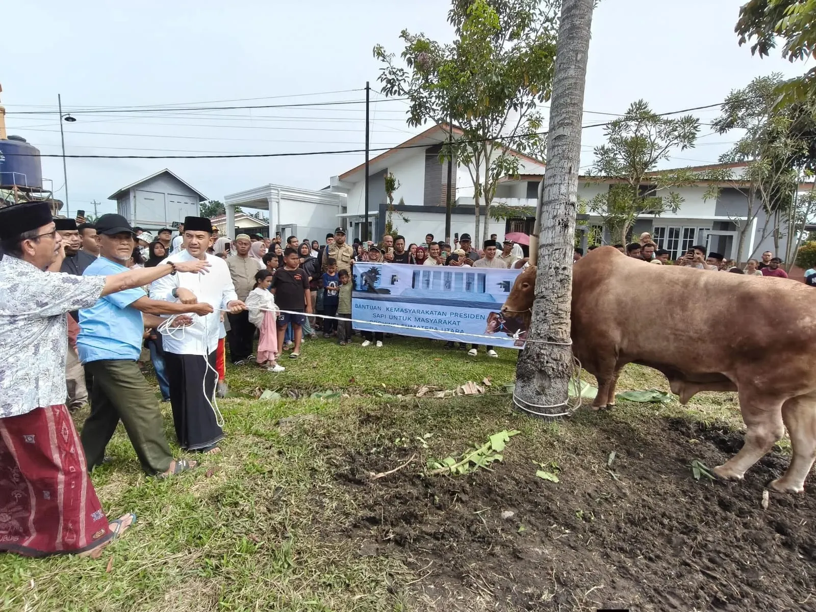 Wali Kota Tebingtinggi Saksikan Penyembelihan Sapi Qurban Bantuan Presiden