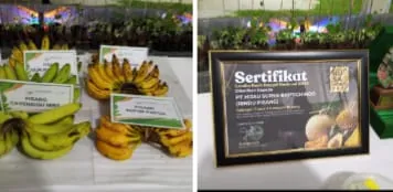 Pisang Kualitas Ekspor, Bibit Unggul Binaan Dinas Pertanian Asahan Tampil di PRSU
