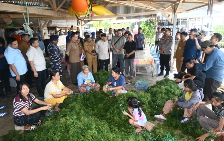 Wagubsu Dorong Hilirisasi Rumput Laut Nias Utara Jadi Produk Bernilai Tambah