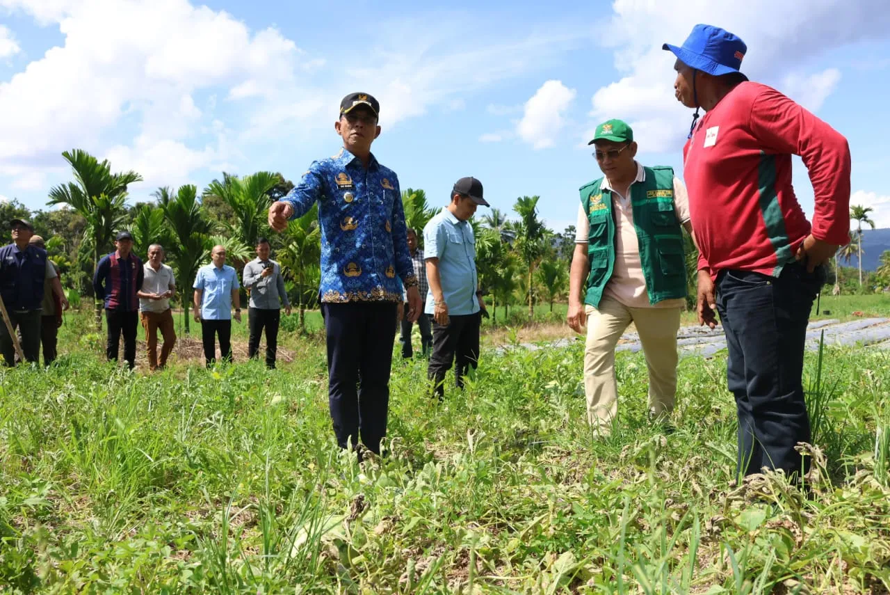 Hasil Panen Semangka Binaan BAZNAS Tapsel Diborong Untuk Program Makan Bergizi Gratis