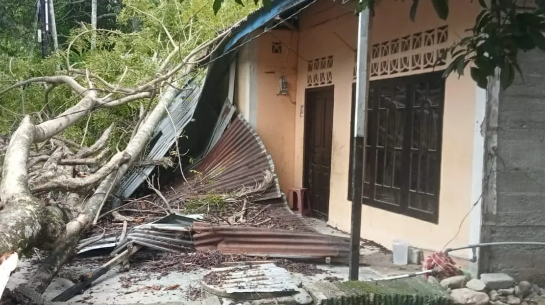 Akibat Angin Kencang, Rumah Janda Lansia di Abdya Rusak Tertimpa Pohon Langsat Tumbang