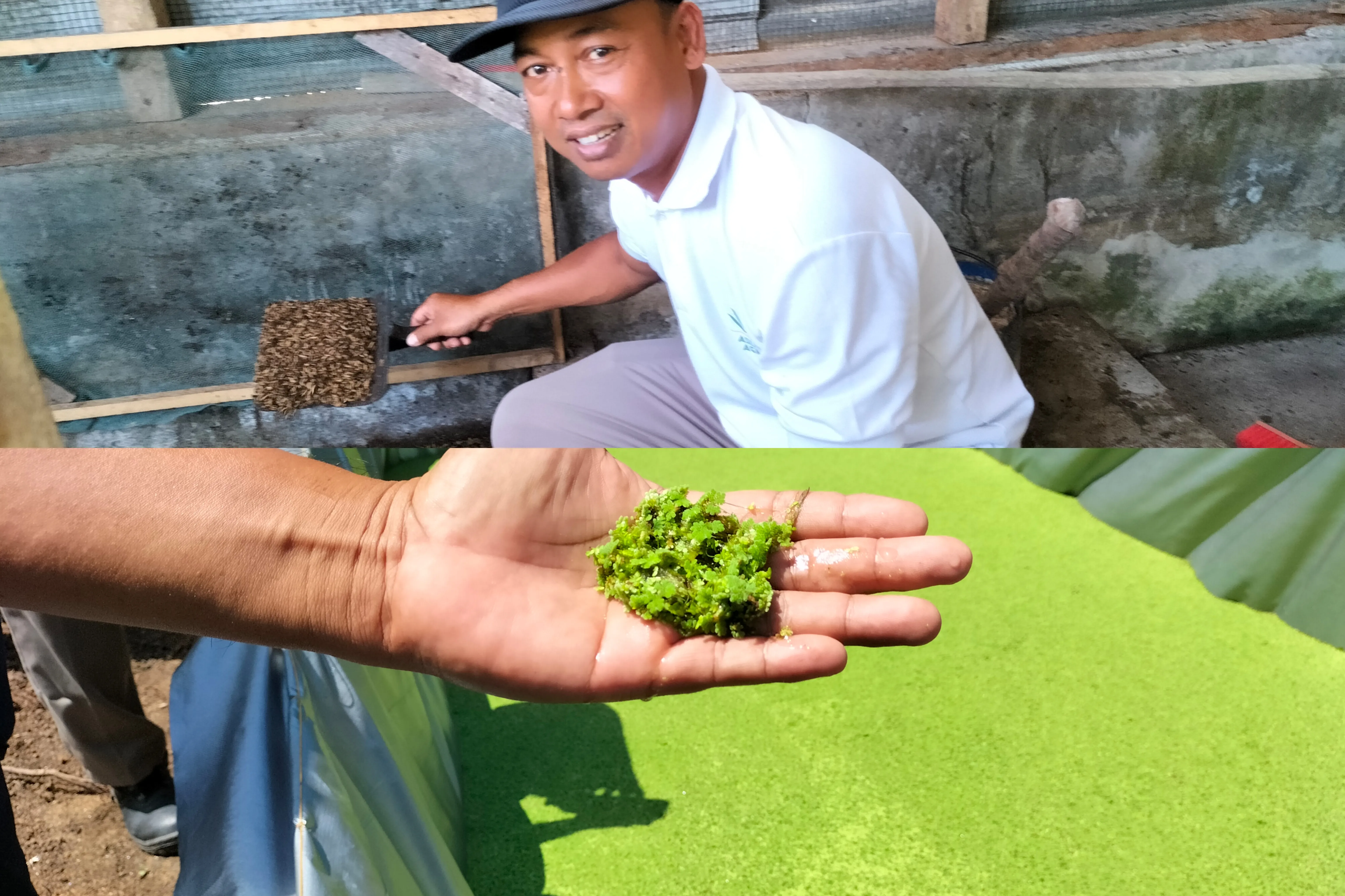 Ulat Maggot Dan Azolla Dari Asian Agri Mengubah Kehidupan Suwito