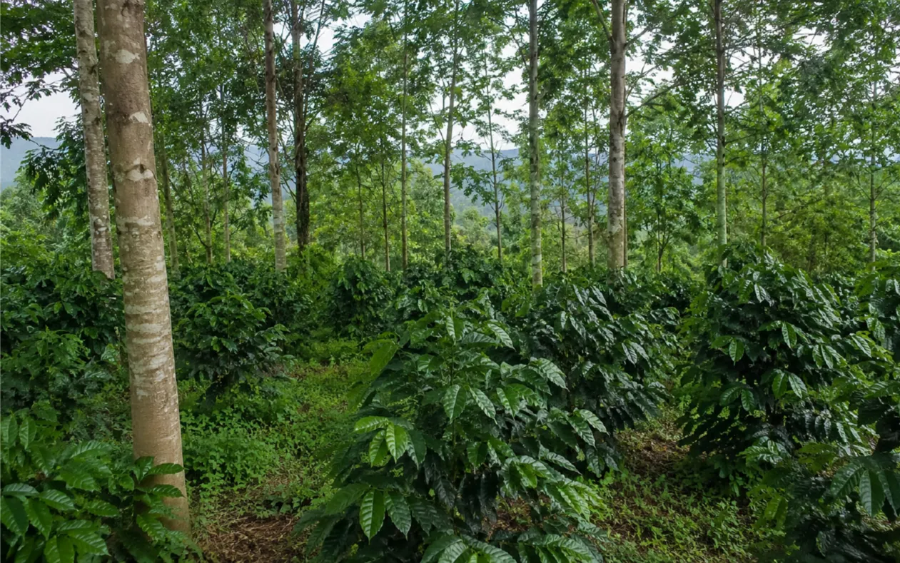 Bukti Ilmiah Mahasiswa USU, Menanam Kopi Sembari Menabung Kayu