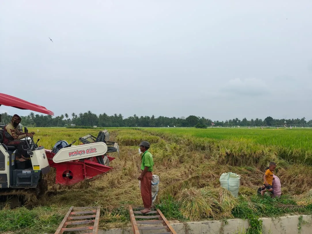 Setelah 5 Tahun 'Mati Suri', Petani D.I. Krueng Pase Panen Raya