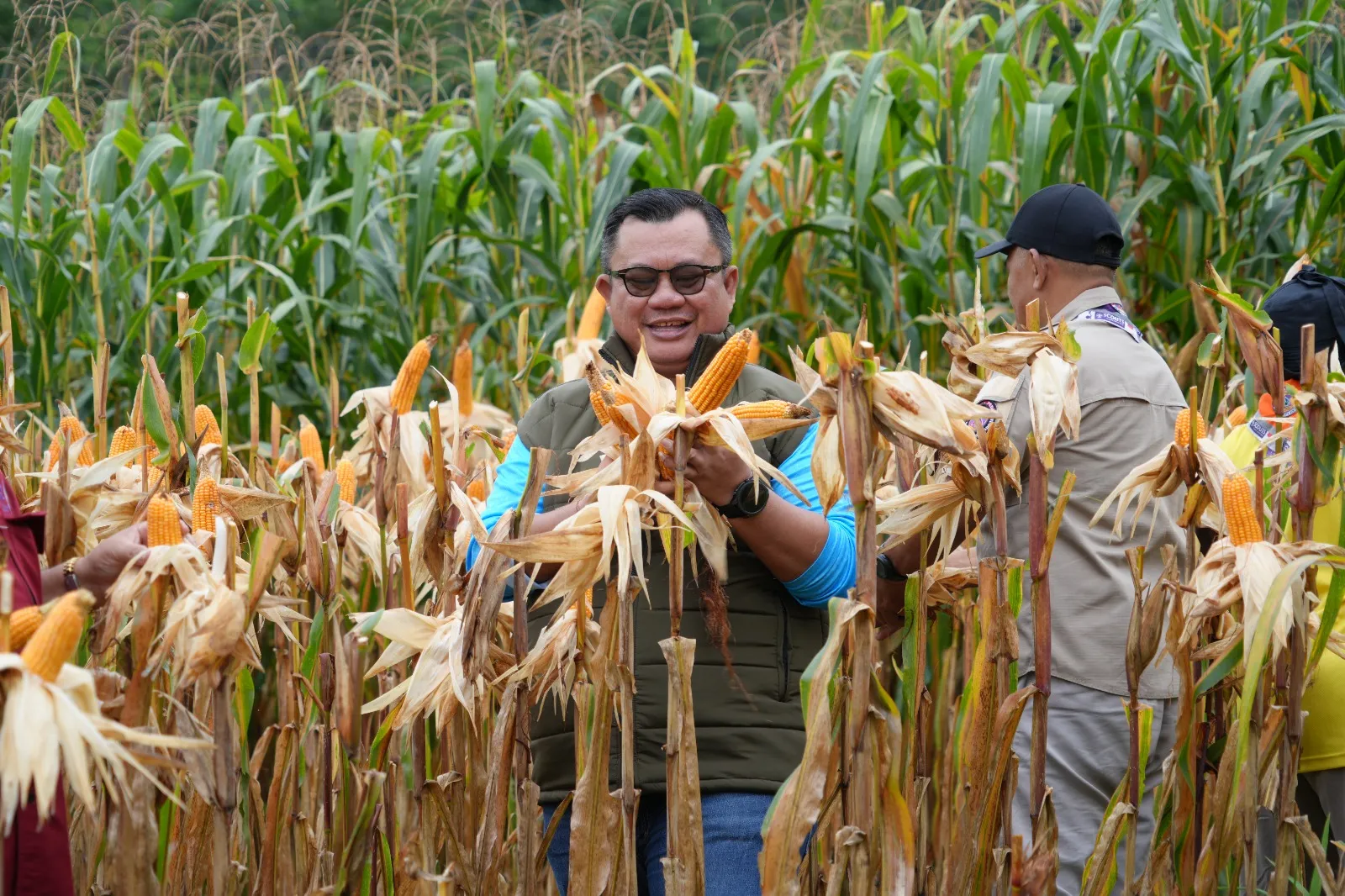 Wali Kota Gunungsitoli Panen Jagung Hibrida, Ajak Pramuka Jadi Motor Ketahanan Pangan