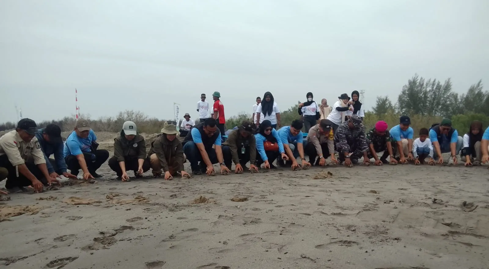 YSLI Lepasliarkan 300 Tuntong Laut Serta Penanaman 500 Pohon Mangrove Di Pantai Ujung Tamiang