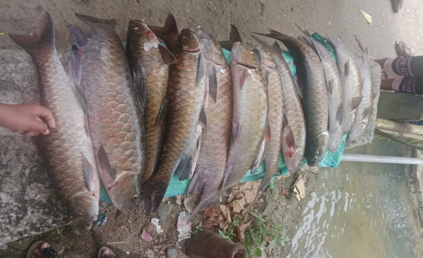 Tambang Emas Ilegal Dilarang Di Aek Tambangan, Puluhan Ikan Mera Mati Di Lubuk Larangan