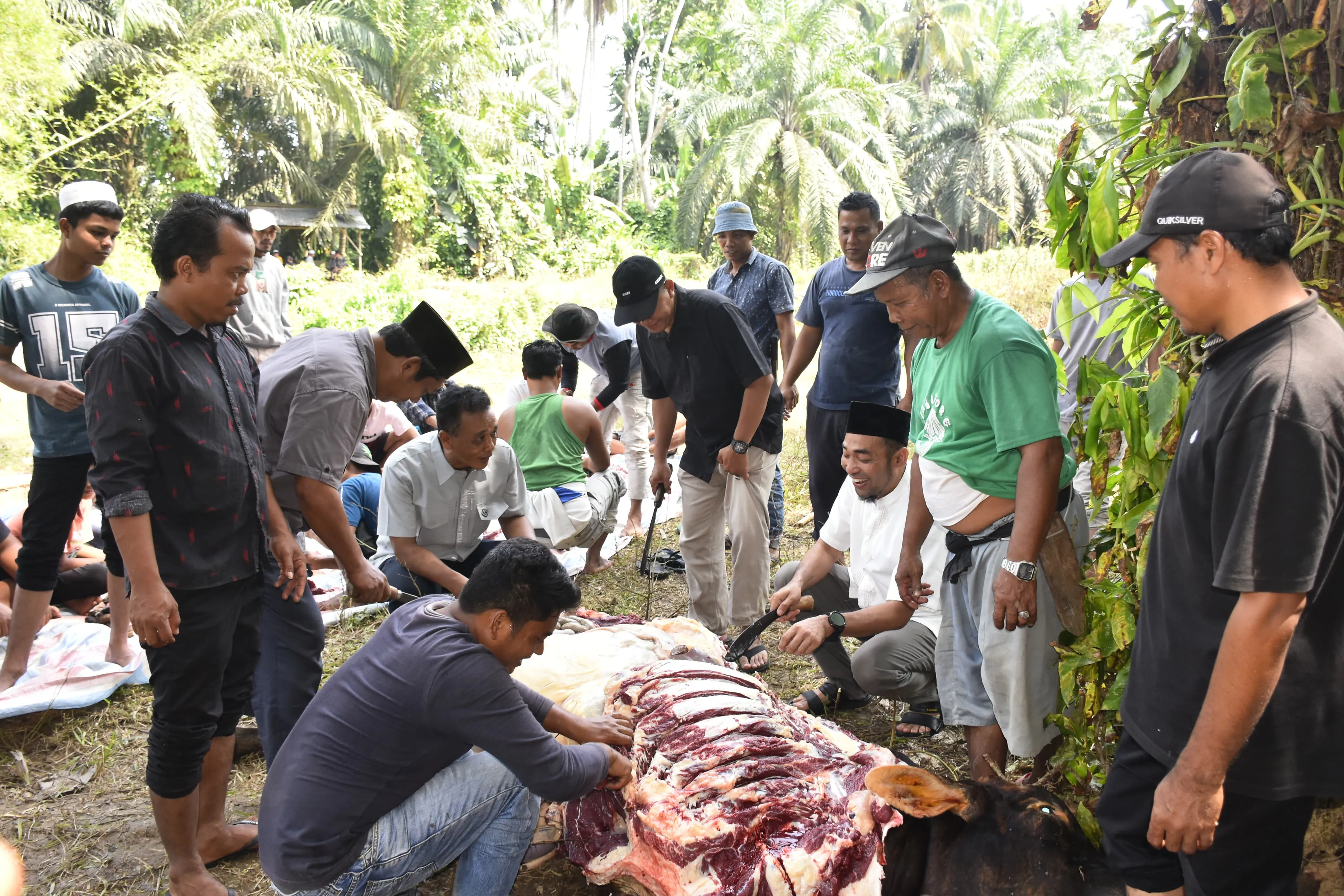 Panen Melimpah, Camat Siabu Gelar Syukuran, Potong 2 Ekor Lembu dan Santuni Anak Yatim