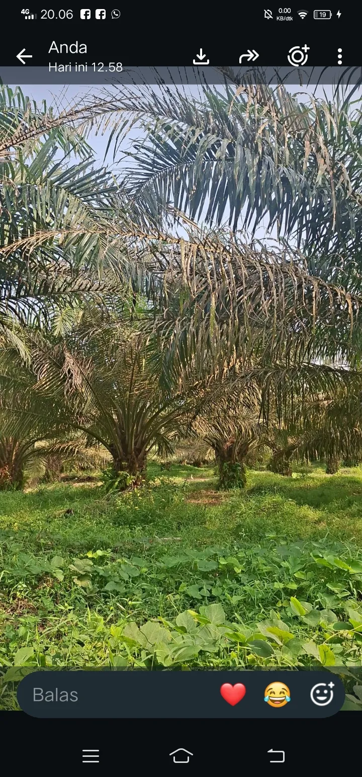 Serangan Ulat Api Mengganas Di Kebun PTPN lV Tanah Raja Sergai