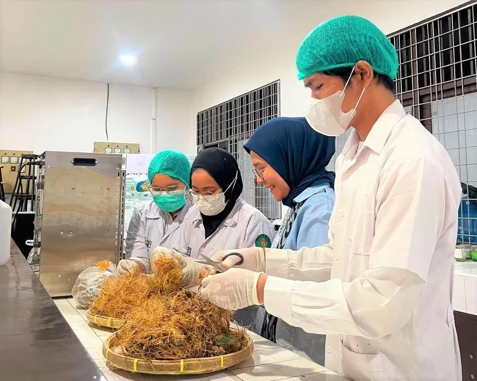 Mahasiswa USU Kembangkan Kemasan Ramah Lingkungan Jaga Mutu Cabai Pascabanjir