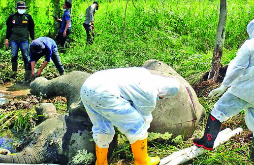 Petugas dari BKSDA Aceh melakukan nekropsi terhadap bangkai gajah di CRU Trumon,Aceh Selatan, Kamis (1/7). Beritasore/ist