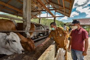 Pemko Sidimpuan Periksa Hewan Qurban    