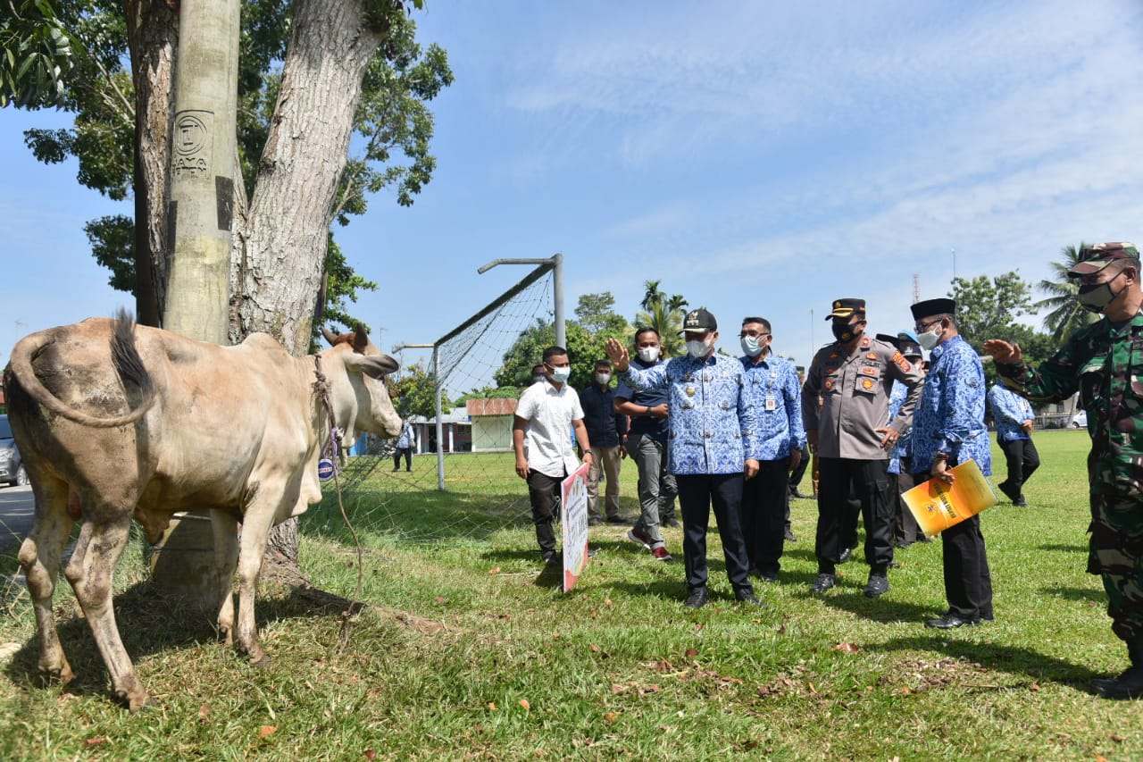 Bupati Batubara Ir.H Zahir M.AP  serahkan 43 Hewan Qurban di lapangan Bola Kaki Lima Puluh Batubara, Senin (19/7/2021).beritasore/Alirsyah