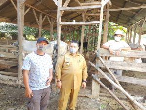 Bupati Tapsel Tinjau Kesehatan Hewan Qurban