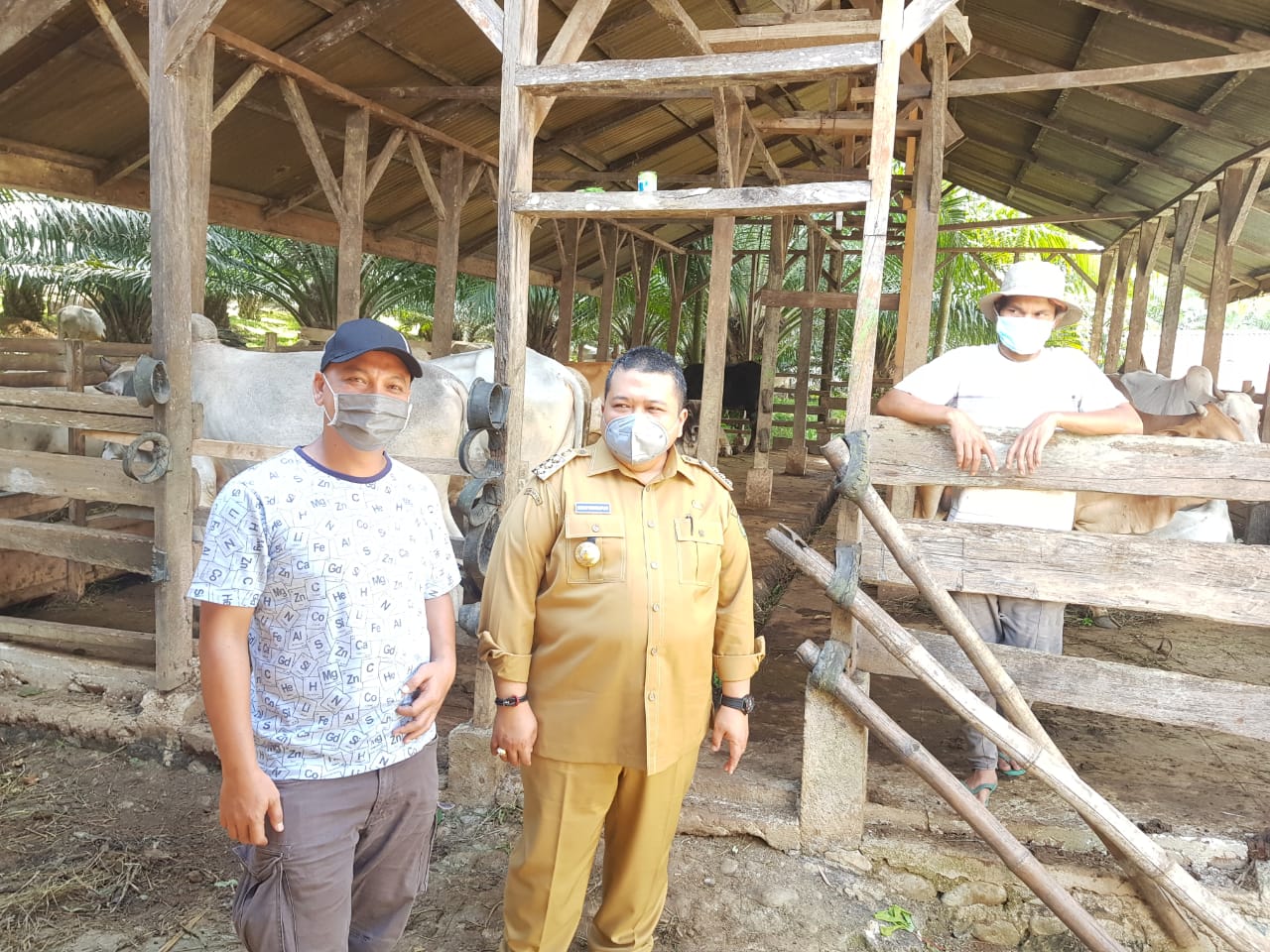 Bupati Tapanuli Selatan (Tapsel), H Dolly Pasaribu SPt MM saat meninjau kondisi kesehatan 49 ekor hewan (Sapi) qurban di Desa Huta Godang, Kecamatan Batang Toru, Kabupaten Tapsel, Senin (19/7). beritasore/Birong RT