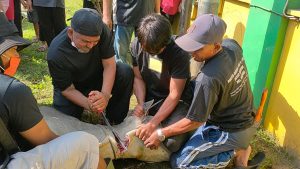Masjid Ubudiyah Sembelih 22 Ekor Lembu
