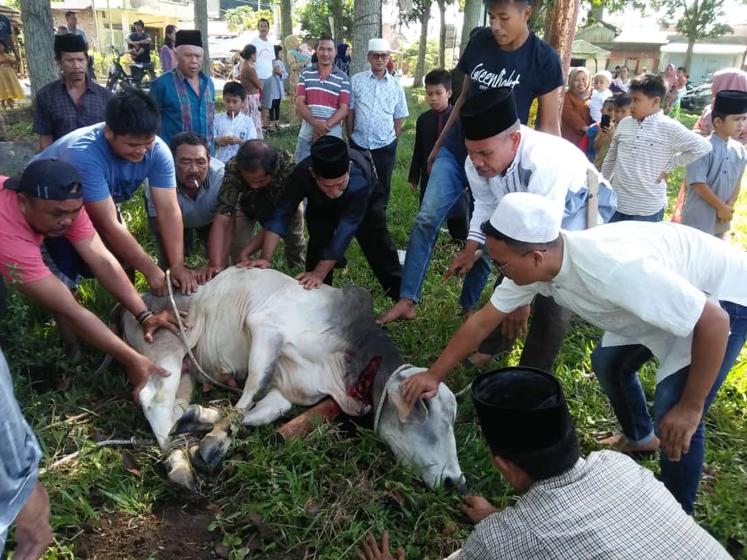 Ustand Lomo Harahap bersama Panitia menyembelih hewan qurban di  Tanah lapangan bola kaki desa Hutaimbaru. Beritasore/Ikhwan Siregar