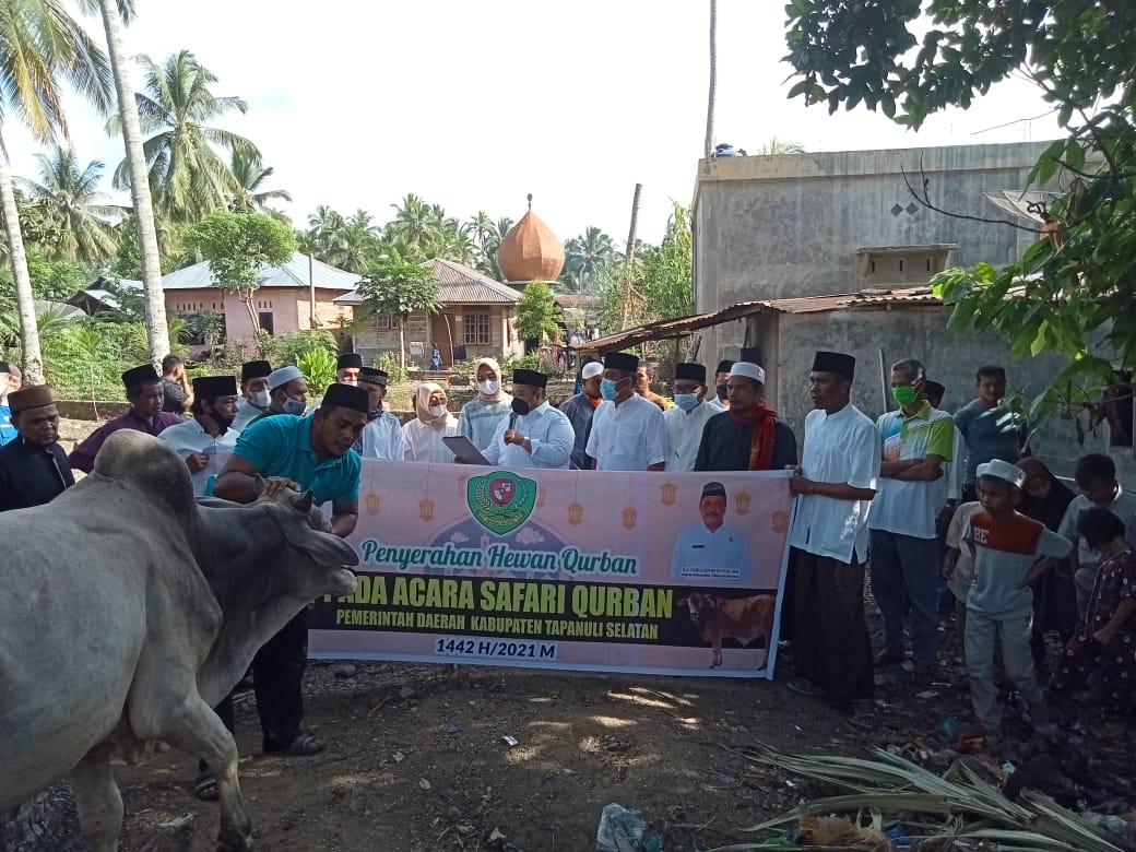 Bupati Tapanuli Selatan (Tapsel), H Dolly Pasaribu SPt MM didampingi Ketua TP PKK Kabupaten Ny Rosalina Dolly Pasaribu saat menyerahkan satu ekor hewan qurban (lembu ) kepada panitia hewan kurban BKM Nurul Huda, Desa Sipangko, Kecamatan Angkola Muaratais, Kabupaten Tapsel, Selasa (20/7). beritasore/Birong RT