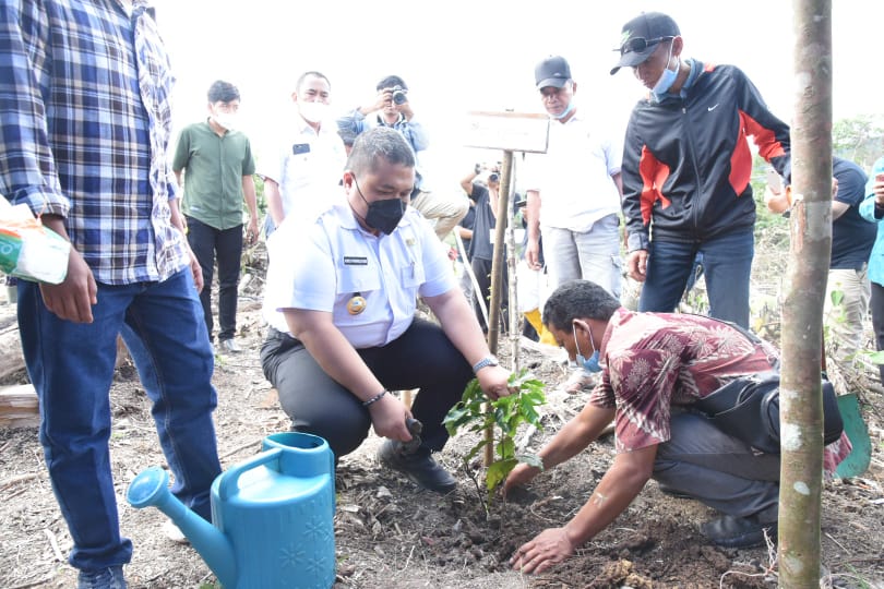 Bupati Tapanuli Selatan (Tapsel), H Dolly Pasaribu, SPt MM, saat tanam perdana kebun demontration plot (Demplot) untuk lahan percontohan Kopi Arabika Sipirok di Desa Aek Sabaon, Kecamatan Marancar, Kabupaten Tapsel, Rabu (28/7). berita Sore/Birong RT