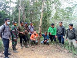 Harimau Kembali Tunjukkan Belang, BKSDA Sumut Pasang Camera Trap di Hutan Siraisan