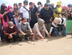 Antisipasi Kepunahan, Bupati Tapsel Lepas Ratusan Anak Penyu 