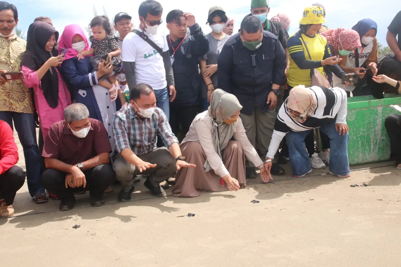 Bupati Tapanuli Selatan (Tapsel) H Dolly Pasaribu, SPt, MM bersama Ketua TP PKK Tapsel Ny Rosalina Dolly Pasaribu saat melepas ratusan tukik (anak penyu) jenis Penyu Lekang (Penyu Abu-abu) (lepidochelys olivacea) di Pantai Muara Opu, Kecamatan Muara Batang Toru, Kabupaten Tapsel, Minggu (5/12).beritasore/Birong RT