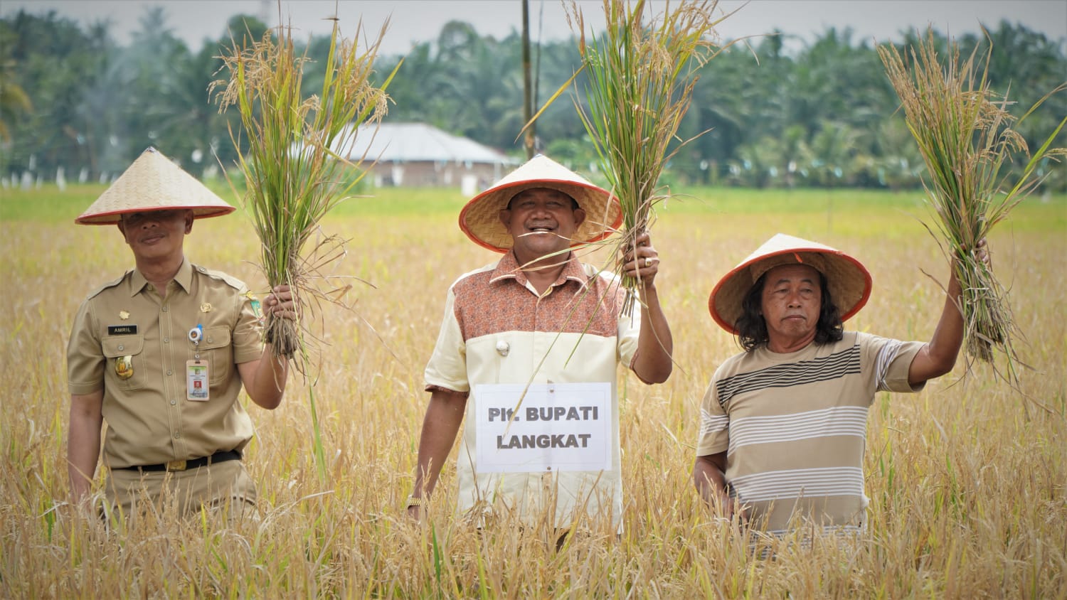 Teks Foto /Beritasore /ist Plt Bupati Langkat H Syah Afandin SH melakukan Panen Raya Padi di Kelurahan Bela Rakyat, Kecamatan Kuala, Kabupaten Langkat, Selasa (2/8/2022).