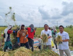 Beras Bulog Sumut Aman