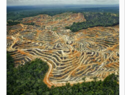 Indonesia Dan Brasil Penyebab Hilangnya Hutan Tropis