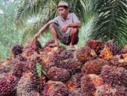 Ekspor CPO Agustus Meningkat 