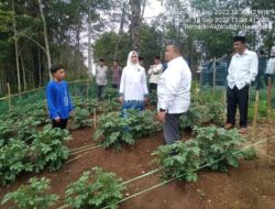 Dolly Tinjau Demplot Percontohan Tanaman Kentang di Desa Huta Ginjang