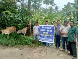 PT SSL Bantu Dua Ekor Sapi Di Aek Nabara Julu