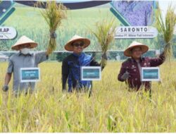 Wabup Batu Bara Hadiri Panen Raya Padi