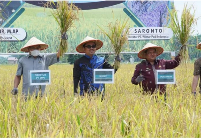 Wakil Bupati Batu Bara Oky Iqbal Frima SE hadiri panen raya padi di Dusun X, Desa Tanah Tinggi Kecamatan Air Putih Sumatera Utara Kamis (22/9/2022).beritasore/alirsyah