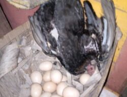 Ternak Mati Mendadak Di Sekitar PT SMGP