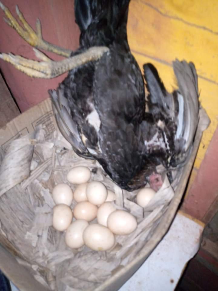 Ternak mati mendadak di sekitar areal pertambangan. beritasore/irham H. Nasution