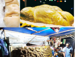 Durian Madina Menggiurkan