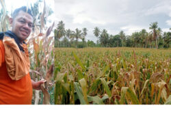 Petani Milenial Madina Bergerak