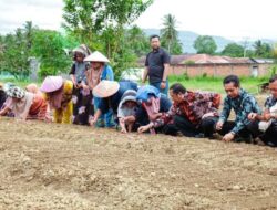Walikota P. Sidimpuan – Masyarakat Manegen Tanam Bawang Merah
