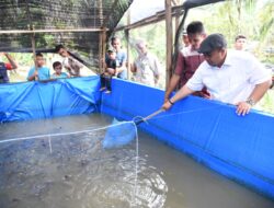 Tapsel Tingkatan Usaha Ikan Lele Dan Bebek Petelur Terintegrasi