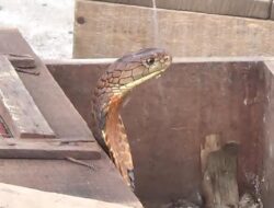 Polsek Medan Baru – Petugas Damkar Evakuasi Ular Cobra