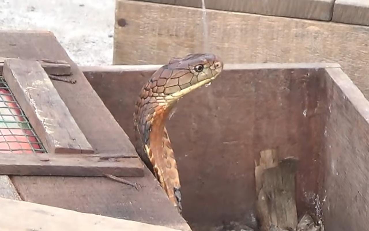 Ular Cobra peliharaan warga di Evakuasi. Beritasore/ist