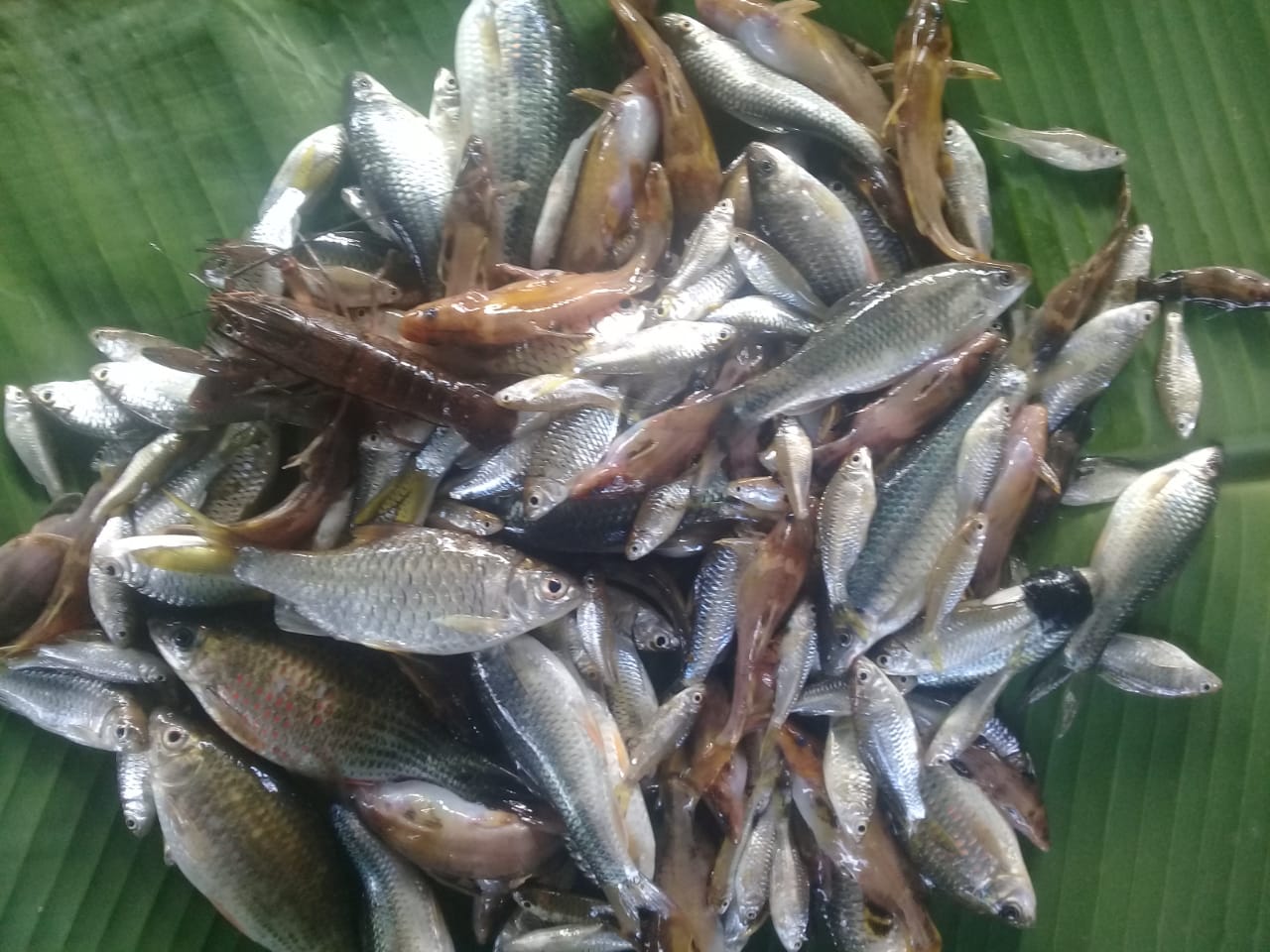 Ikan segar dari Aek Godang, Batanggadis, Gunungbarani. beritasoer/Irham Hagabean Nasution
