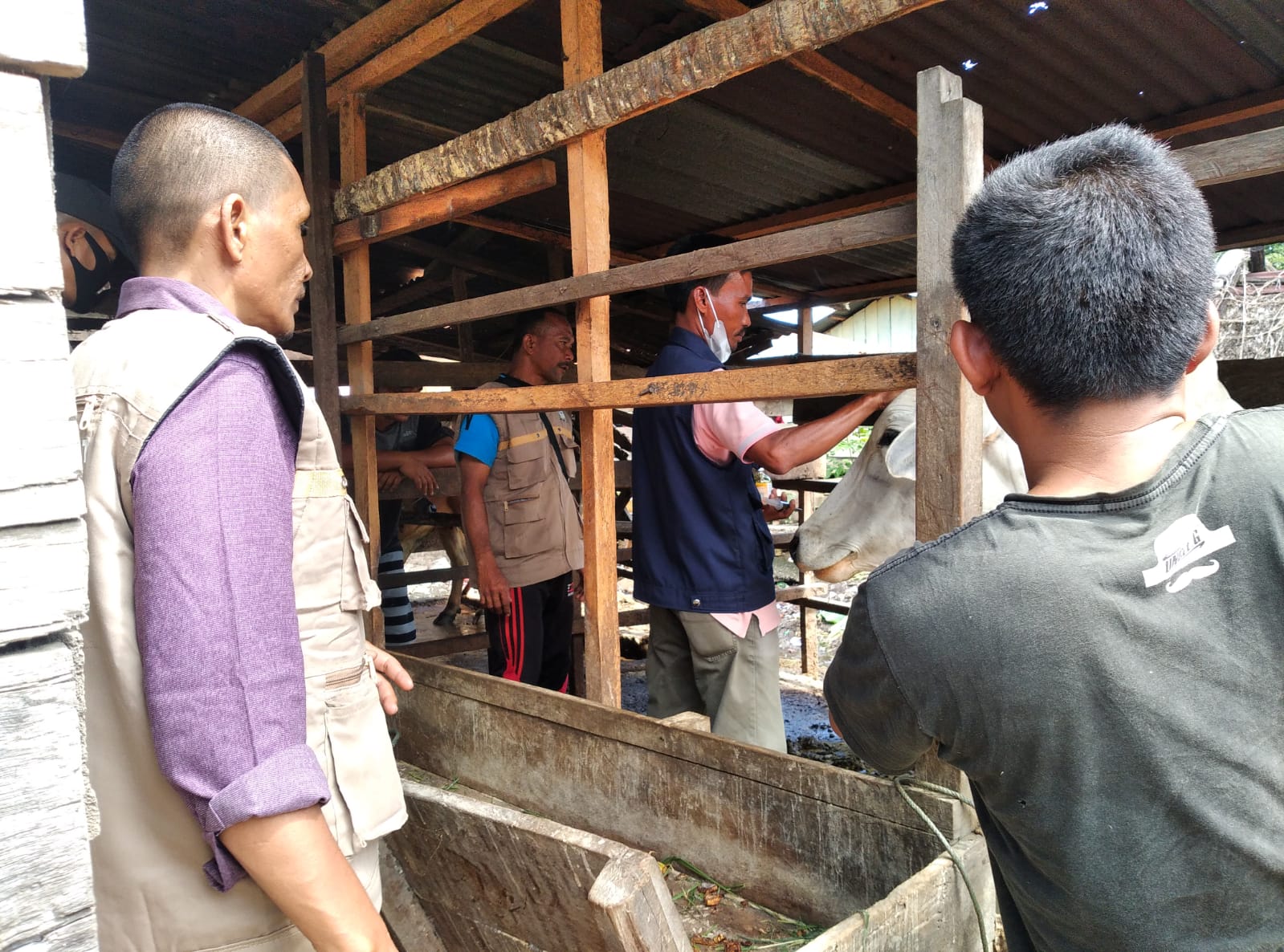 Kabid Keswan Dinas Pertanian Khairil Anwar ST tampak lakukan Observasi Hewan yang sempat terkena PMK pada Juli lalu.beritasore/dok