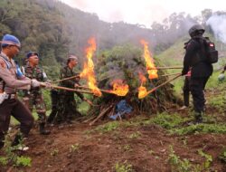 5 Ha Ladang Ganja Di Madina Dimusnahkan, 25 Ton Dibabat